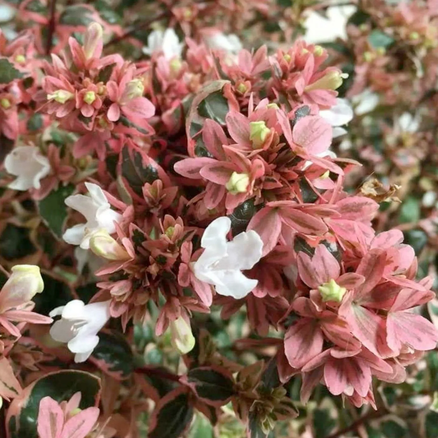 abelia_magic_daydream_pp__magic_daydream_abelia___gallon_0.webp Abelia 'Magic Daydream' Pp - Magic Daydream Abelia - 1 Gallon>Roger's Gardens Flash Sale
