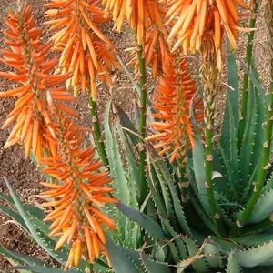 Aloe 'safari Orange' Pp - Safari Orange Aloe - 2 Gallon>Roger's Gardens Hot