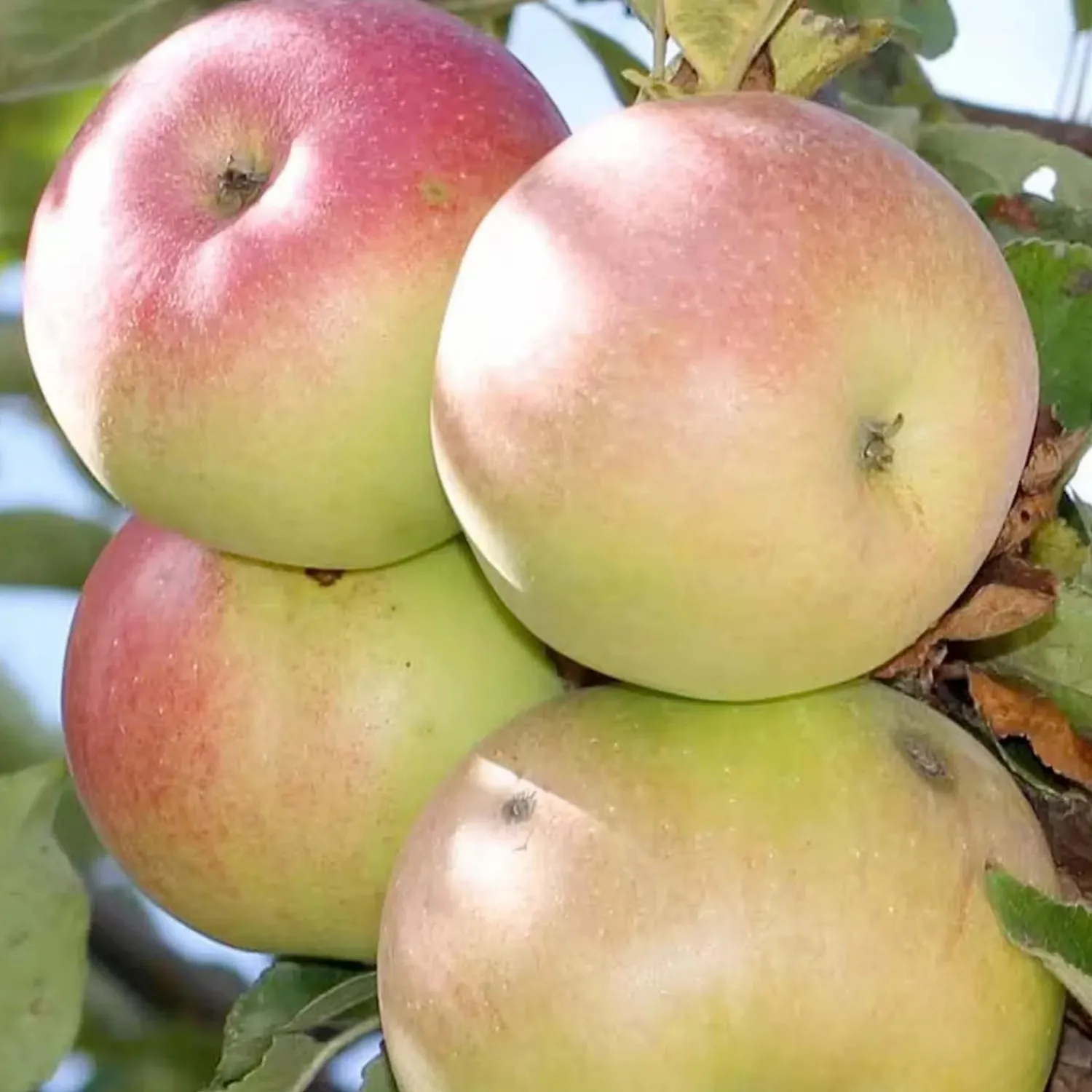 apple_beverly_hills__semidwarf___gallon_0-1.webp Apple 'Beverly Hills' - Semi-Dwarf - #5 Gallon>Roger's Gardens Discount