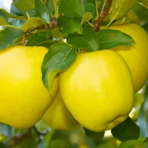 Apple 'Dorsett Golden' - Semi-Dwarf - 3 Tier Espalier - #15 Gallon>Roger's Gardens Discount