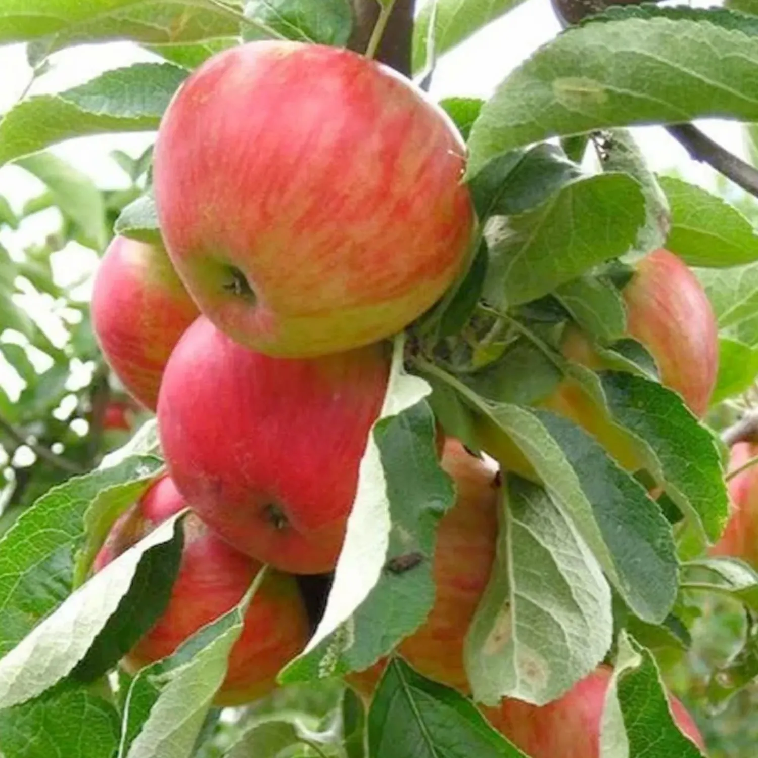 apple_gala__semidwarf___gallon_0.webp Apple 'Gala' - Semi-Dwarf - #15 Gallon>Roger's Gardens Cheap