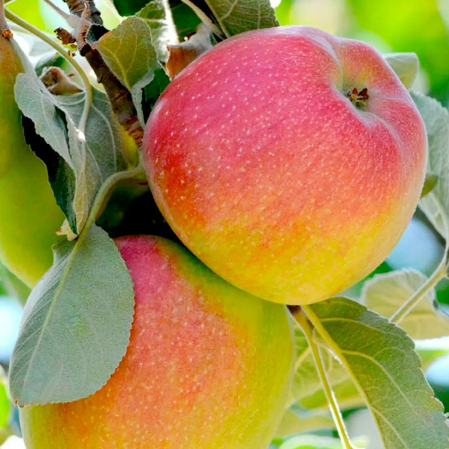 apple_gordon__semidwarf___gallon_0.webp Apple 'Gordon' - Semi-Dwarf - #15 Gallon>Roger's Gardens Best