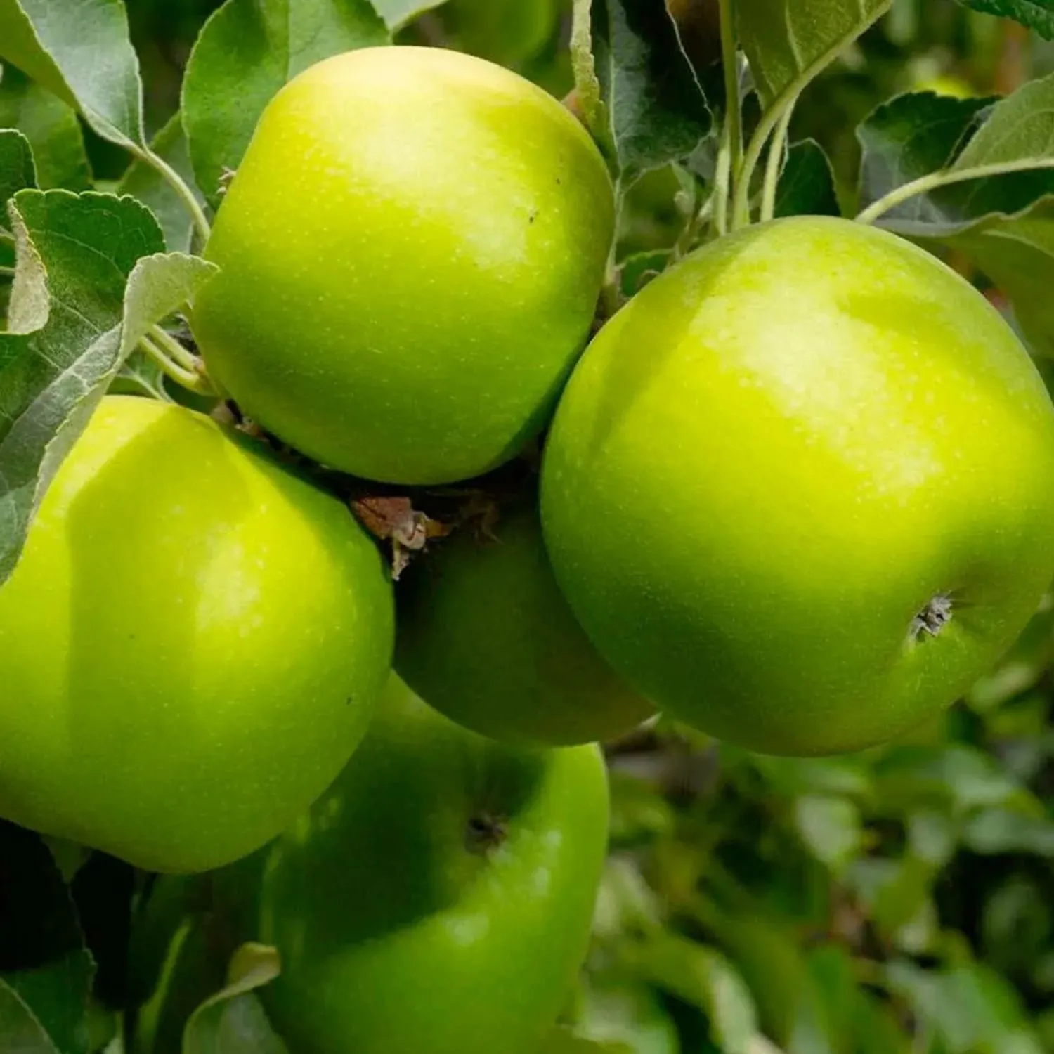 apple_granny_smith__dwarf___gallon_0.webp Apple 'Granny Smith' - Dwarf - #5 Gallon>Roger's Gardens New