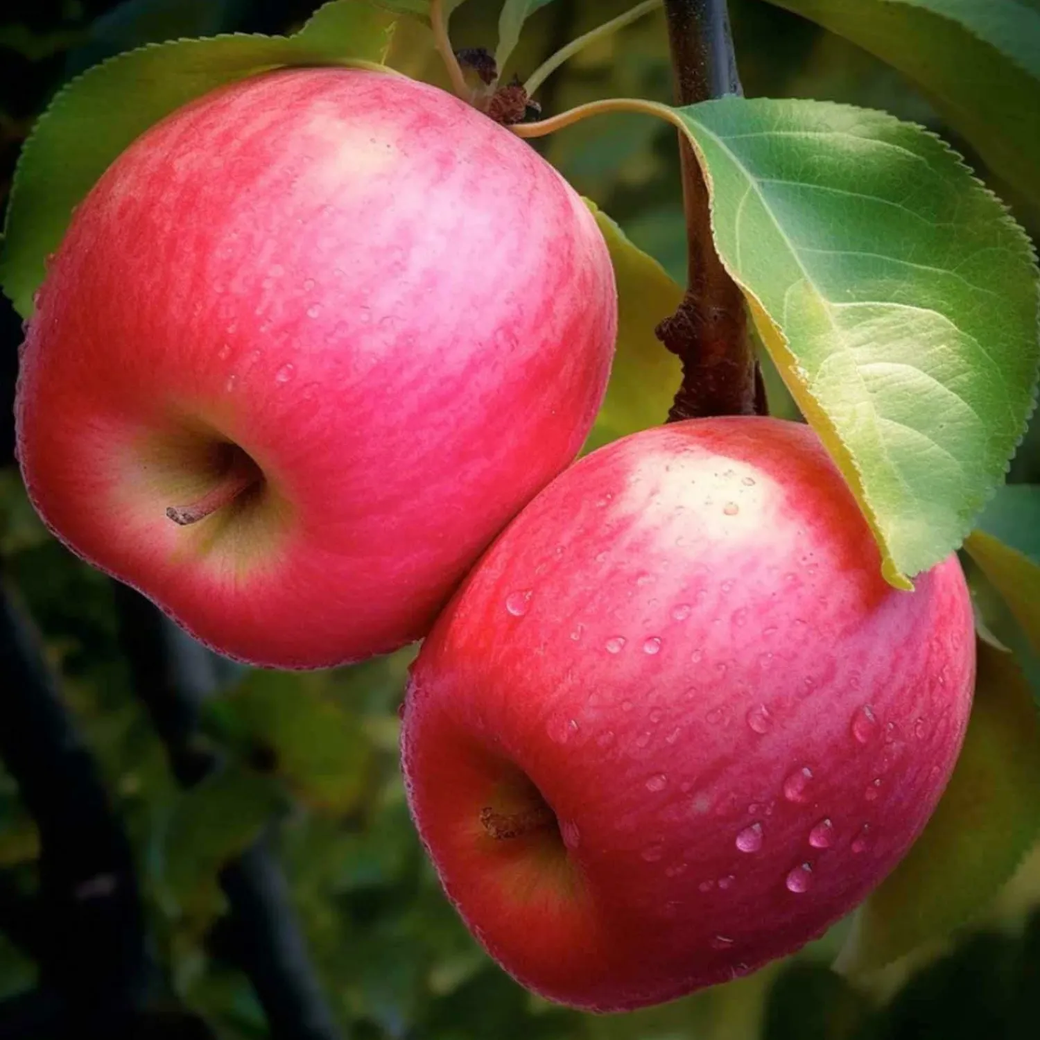 apple_pink_lady__semidwarf___gallon_0.webp Apple 'Pink Lady' - Semi-Dwarf - #15 Gallon>Roger's Gardens Best Sale
