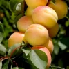 Apricot 'Katy' - Std.Root - #15 Gallon>Roger's Gardens Shop