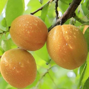 Apricot 'Moorpark' - Semi-Dwarf - #5 Gallon>Roger's Gardens Flash Sale