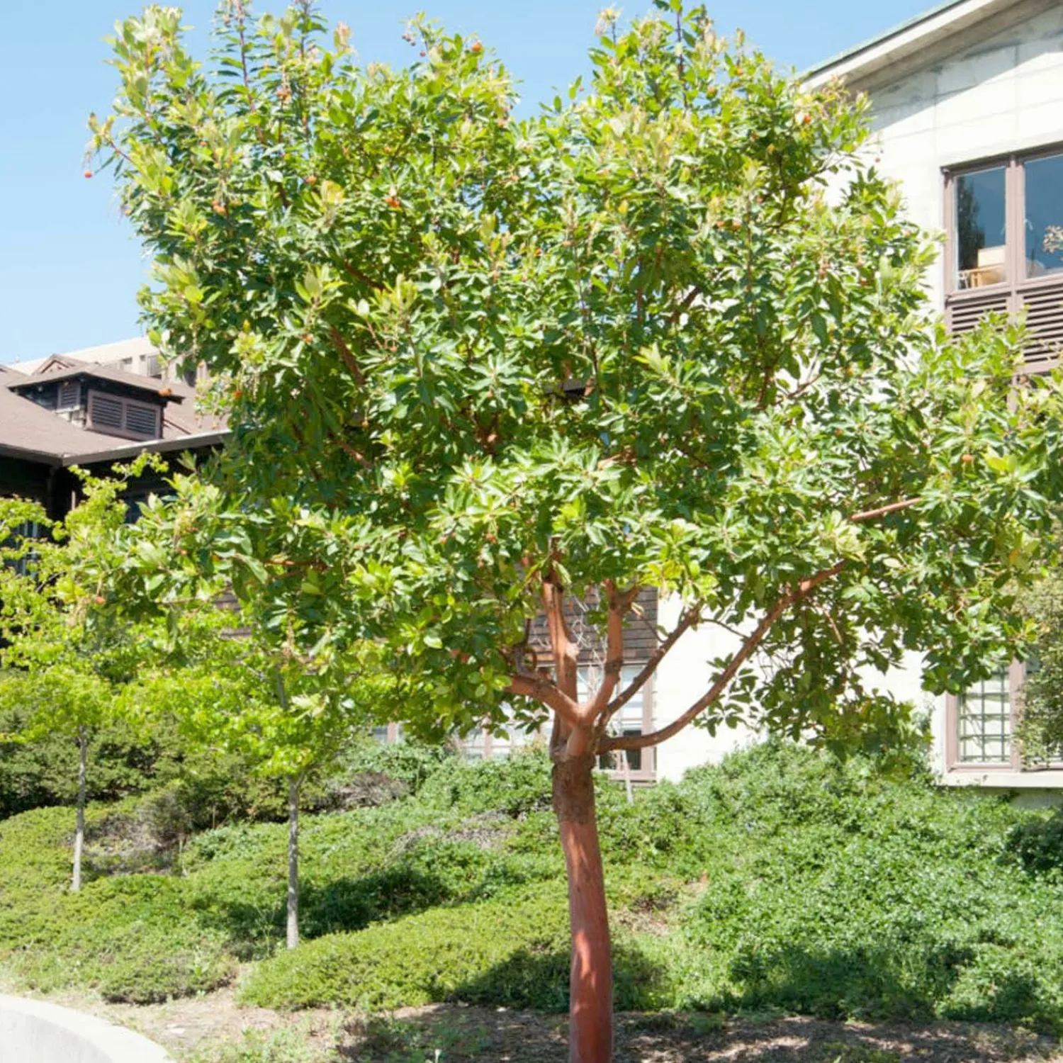 arbutus_marina__marina_strawberry_tree___gallon_0.webp Arbutus 'Marina' - Marina Strawberry Tree - 5 Gallon>Roger's Gardens Clearance