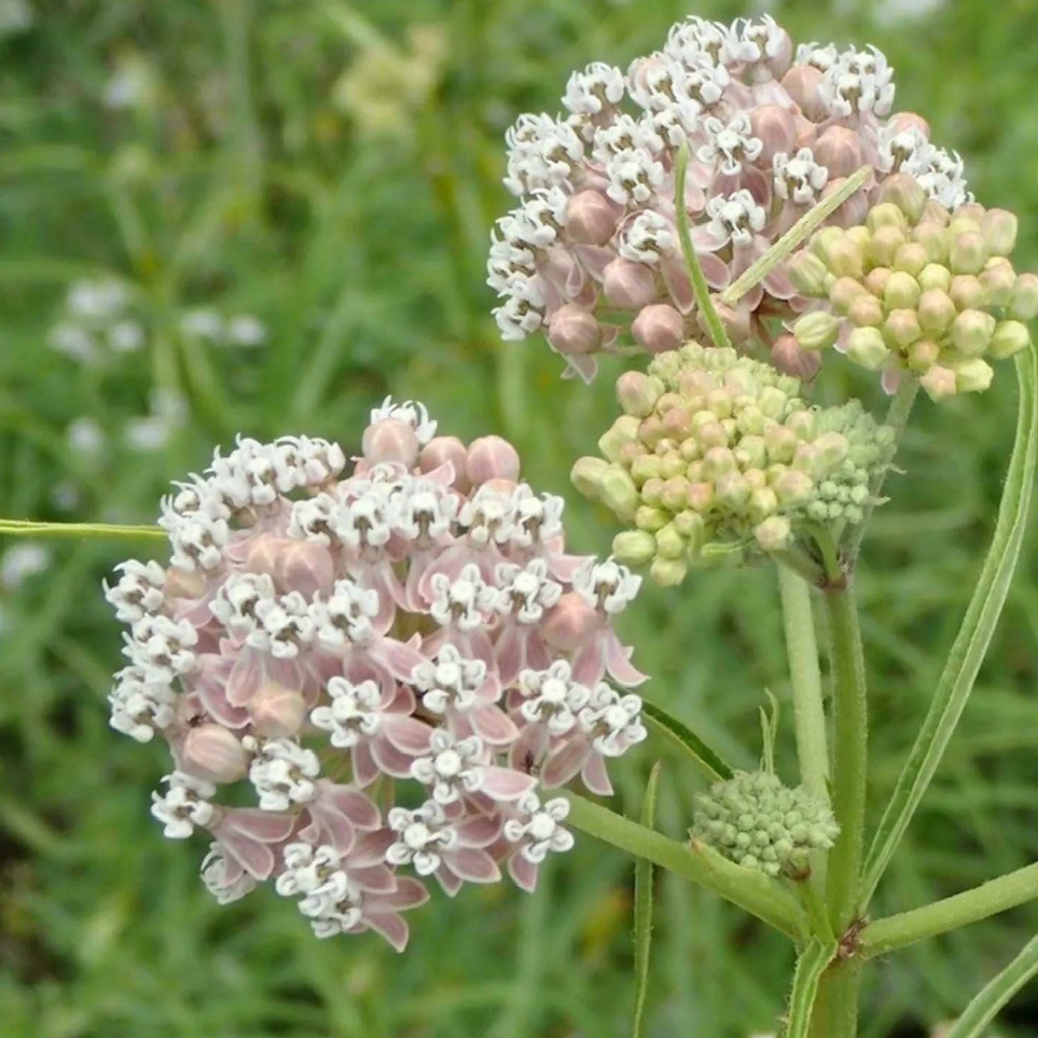 asclepias_fascicularis__native_narrowleaf_milkweed___gallon_0.webp Asclepias Fascicularis - Native Narrowleaf Milkweed - 1 Gallon>Roger's Gardens Store