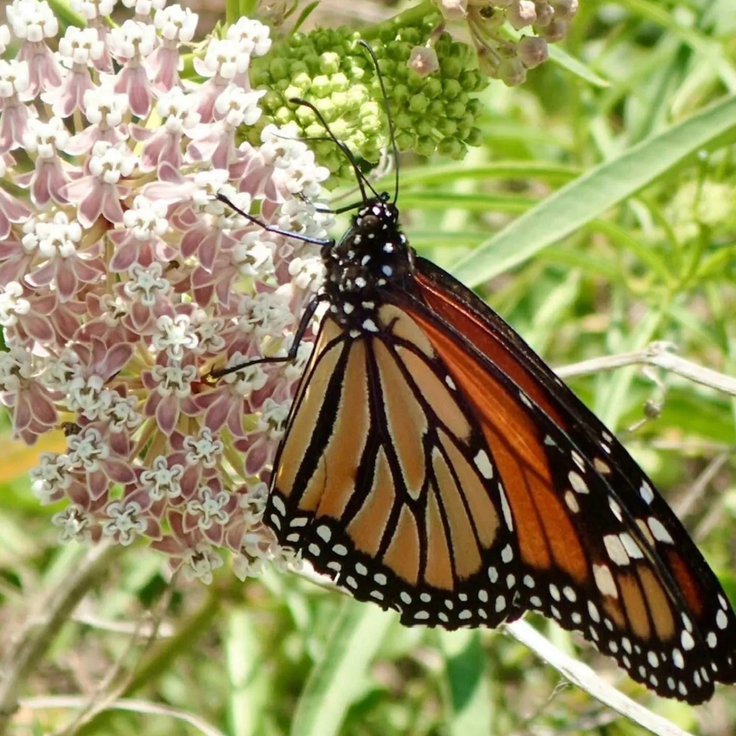 asclepias_fascicularis__native_narrowleaf_milkweed___gallon_1.webp Asclepias Fascicularis - Native Narrowleaf Milkweed - 1 Gallon>Roger's Gardens Store