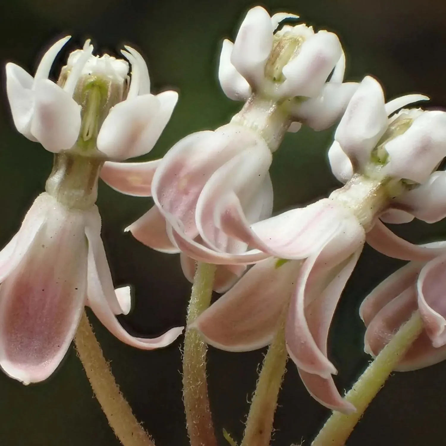 asclepias_fascicularis__native_narrowleaf_milkweed___gallon_2.webp Asclepias Fascicularis - Native Narrowleaf Milkweed - 1 Gallon>Roger's Gardens Store