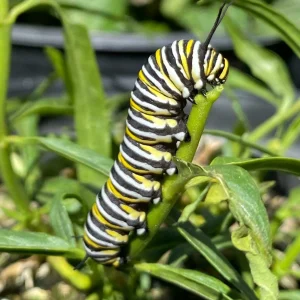 Asclepias Fascicularis - Native Narrowleaf Milkweed - 1 Gallon>Roger's Gardens Store