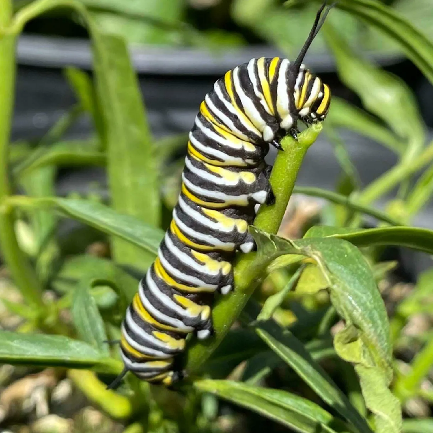 asclepias_fascicularis__native_narrowleaf_milkweed___gallon_3.webp Asclepias Fascicularis - Native Narrowleaf Milkweed - 1 Gallon>Roger's Gardens Store