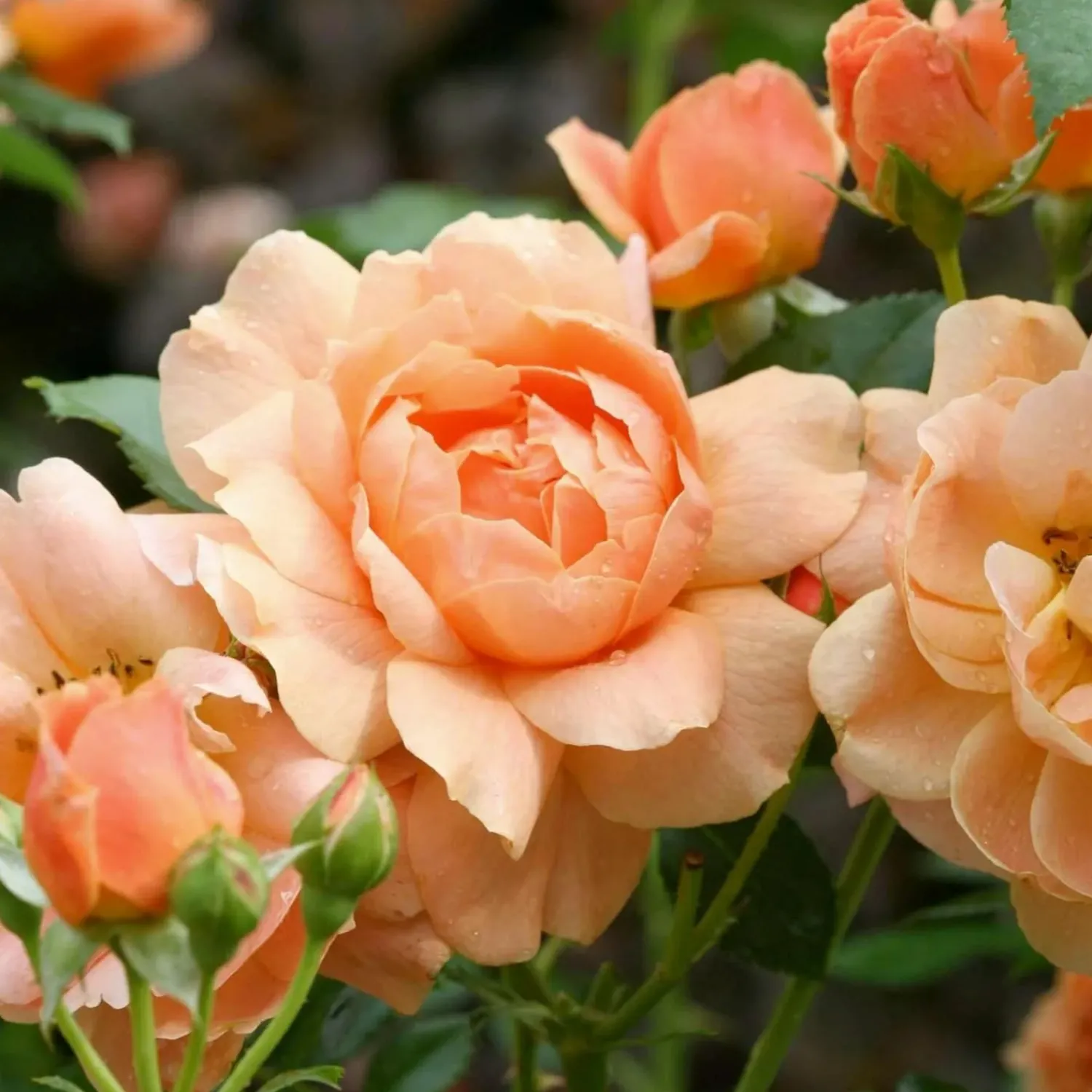 at_last___gallon_0.webp At Last - 3 Gallon>Roger's Gardens Best Sale