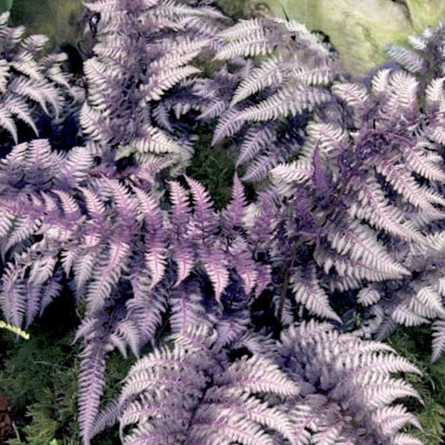 athyrium_niponicum_pictum__japanese_painted_fern___gallon_0.webp Athyrium Niponicum 'Pictum' - Japanese Painted Fern - 1 Gallon>Roger's Gardens Online