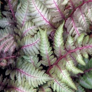 Athyrium 'Regal Red' - Regal Red Japanese Painted Fern - 1 Gallon>Roger's Gardens Outlet