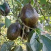 Avocado 'Queen' - #5 Gallon>Roger's Gardens Best