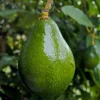 Avocado 'sir Prize' - #5 Gallon>Roger's Gardens Shop