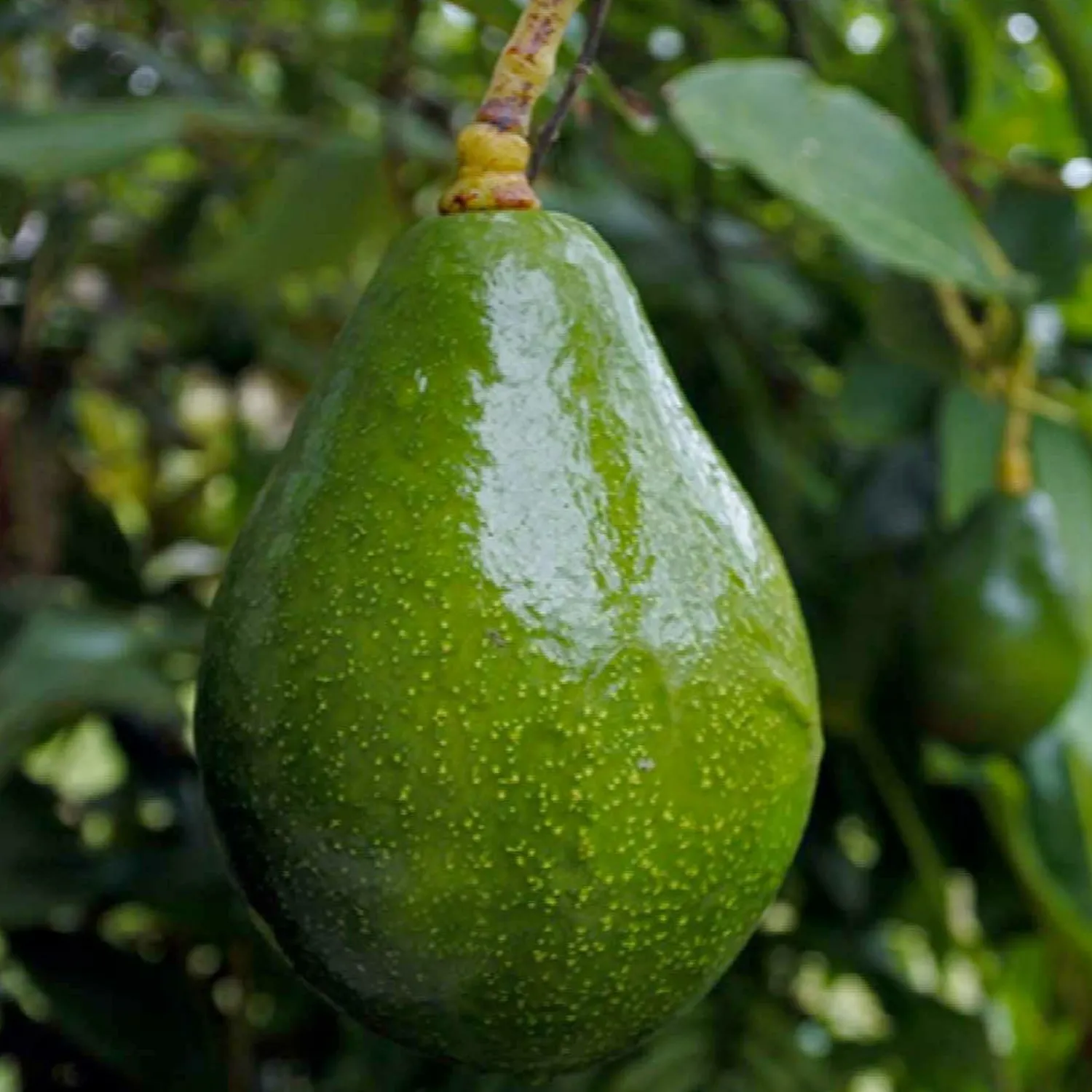 avocado_sir_prize___gallon_0.webp Avocado 'sir Prize' - #5 Gallon>Roger's Gardens Shop