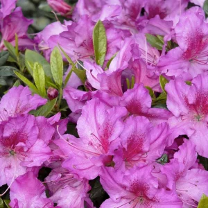 Azalea 'Dbl Shot Grape'® Pp - Double Shot Grape Azalea - 2 Gallon>Roger's Gardens Cheap