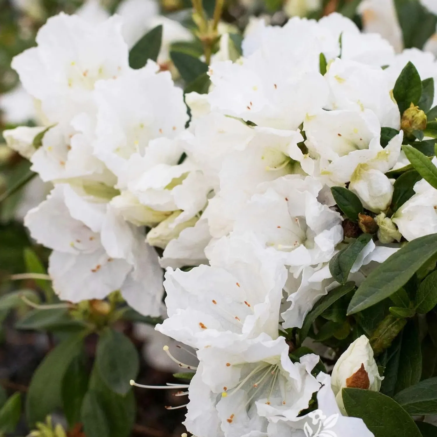 azalea_indica_alaska__alaska_azalea___gallon_0.webp Azalea Indica 'Alaska' - Alaska Azalea - 2 Gallon>Roger's Gardens Cheap