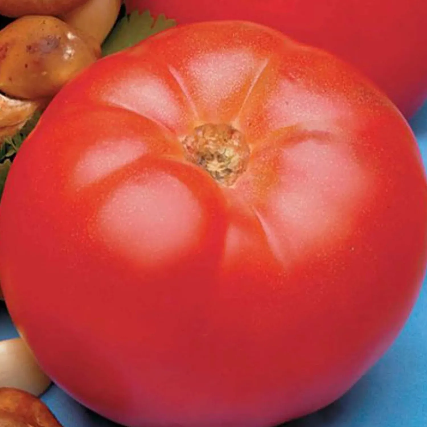 beefmaster___pot_0.webp Beefmaster - 4" Pot>Roger's Gardens Cheap