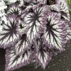 Begonia 'Fireworks' - Fireworks Rex Begonia - 2 Gallon>Roger's Gardens Best Sale