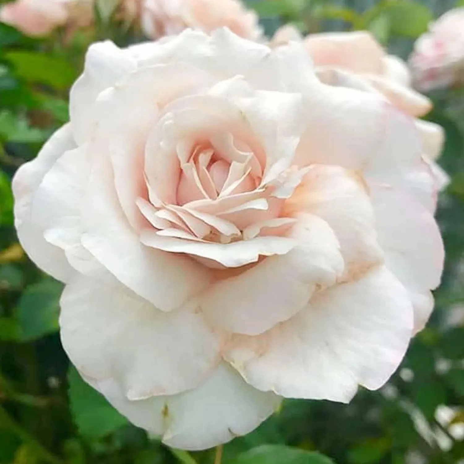 belindas_blush___gallon_0.webp Belinda's Blush - 5 Gallon>Roger's Gardens Flash Sale