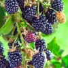 Berry Blackberry 'Olallie' - #2 Gallon>Roger's Gardens Flash Sale