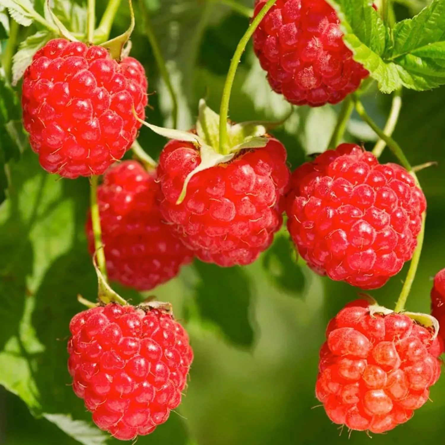 berry_raspberry_red_red_heritage___gallon_0.webp Berry Raspberry Red 'Red Heritage' - #2 Gallon>Roger's Gardens Sale