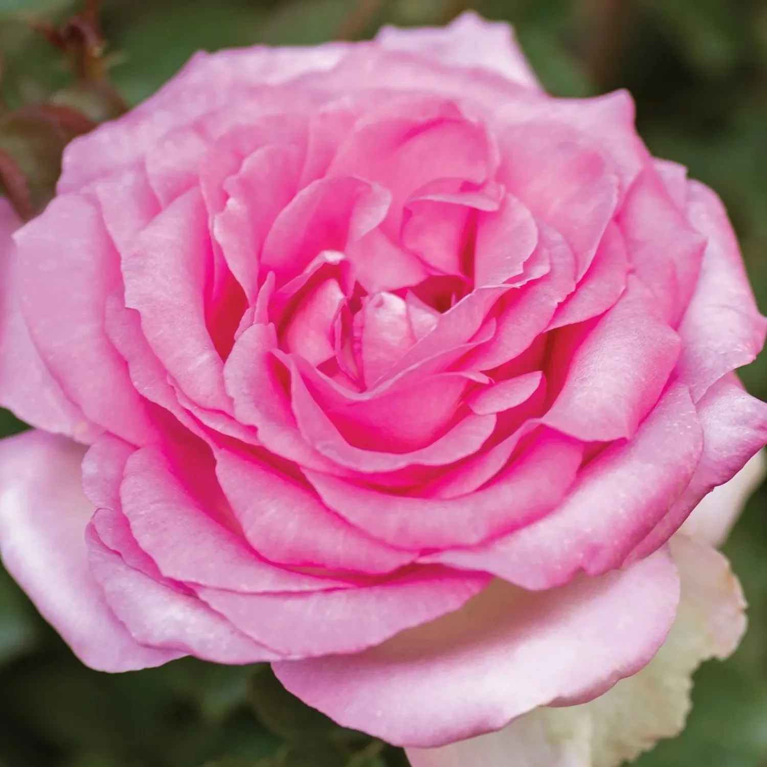 beverly_eleganza___gallon_0.webp Beverly Eleganza - 5 Gallon>Roger's Gardens New
