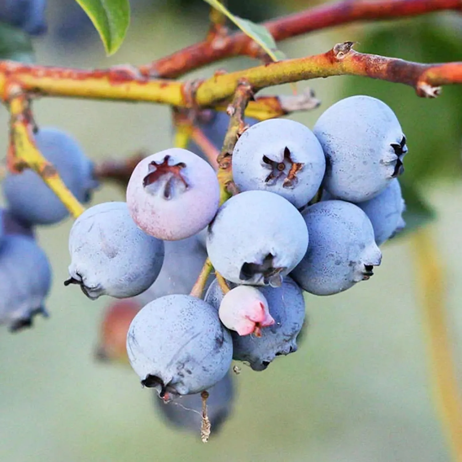 blueberry_jewel___gallon_0.webp Blueberry 'Jewel' - #15 Gallon>Roger's Gardens Sale