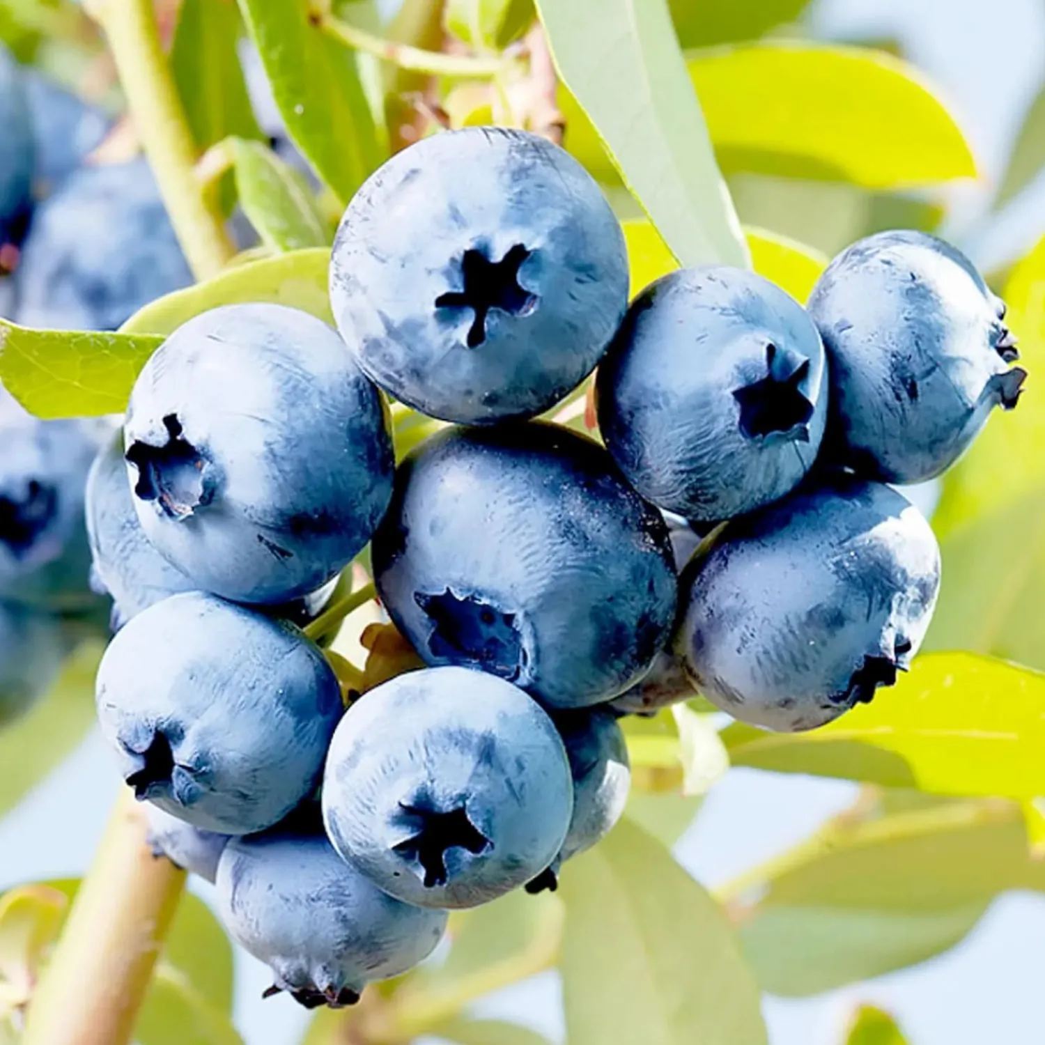 blueberry_o_neal___gallon_0.webp Blueberry 'O Neal' - #15 Gallon>Roger's Gardens Fashion
