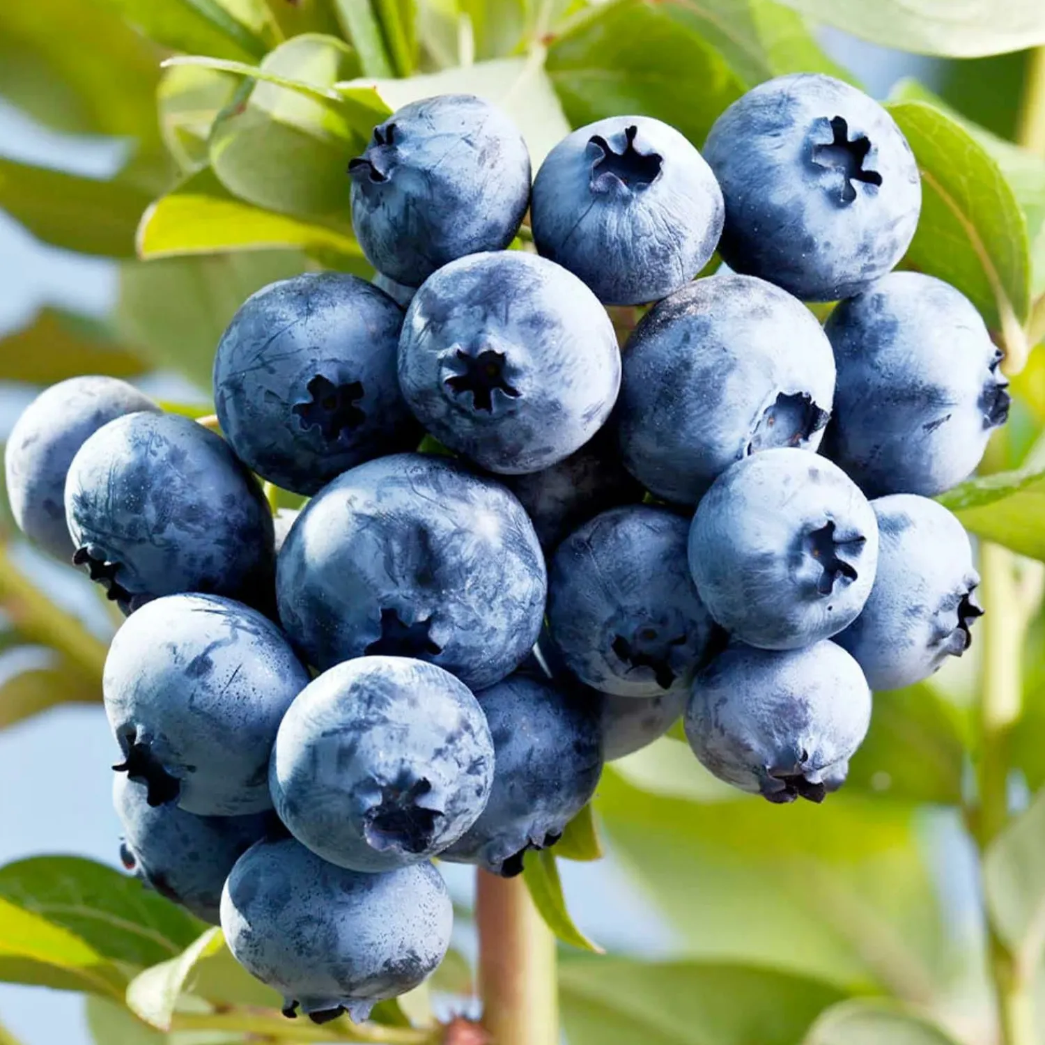 blueberry_sharpblue___gallon_0.webp Blueberry 'sharpblue' - #15 Gallon>Roger's Gardens Cheap