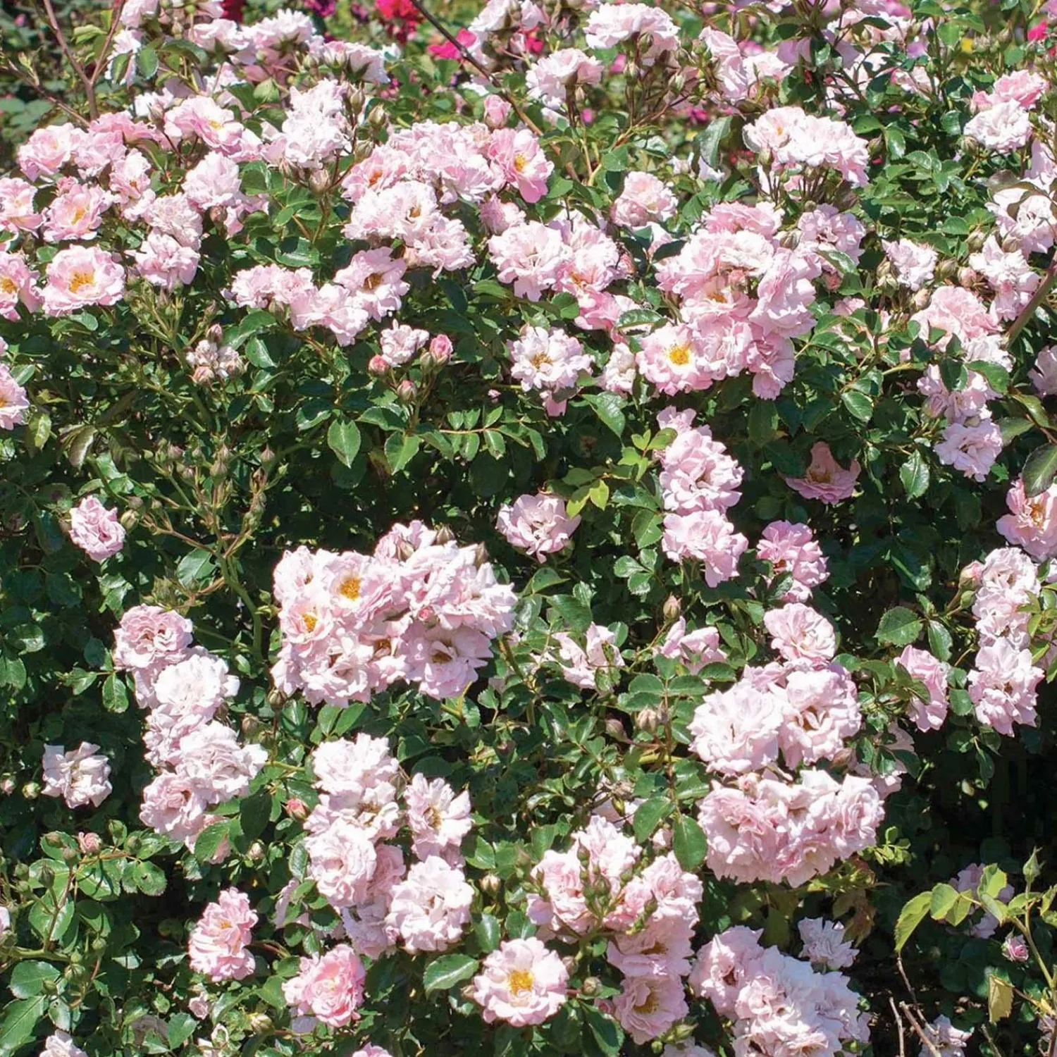 blushing_drift___gallon_0.webp Blushing Drift - 5 Gallon>Roger's Gardens Outlet