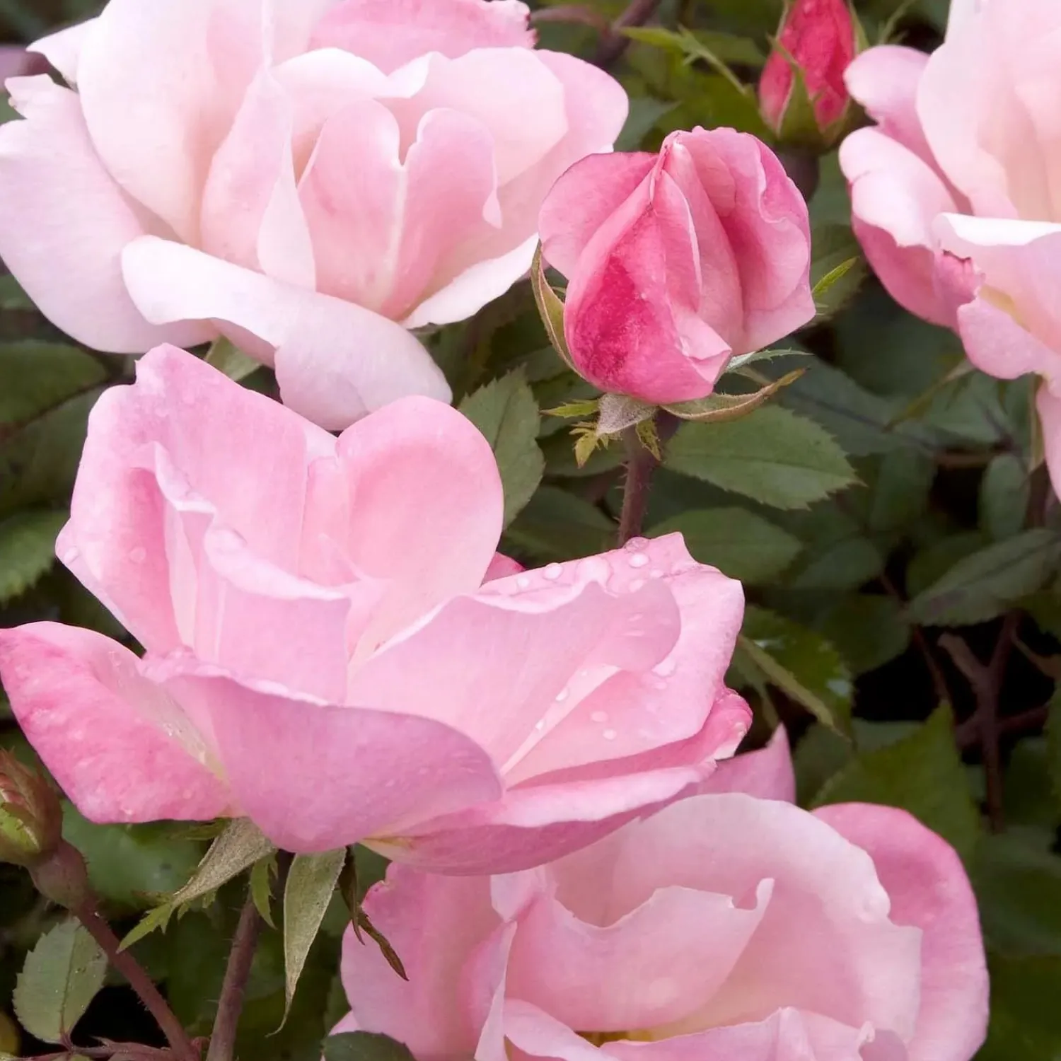 blushing_knock_out___gallon_0.webp Blushing Knock Out - 2 Gallon>Roger's Gardens Fashion