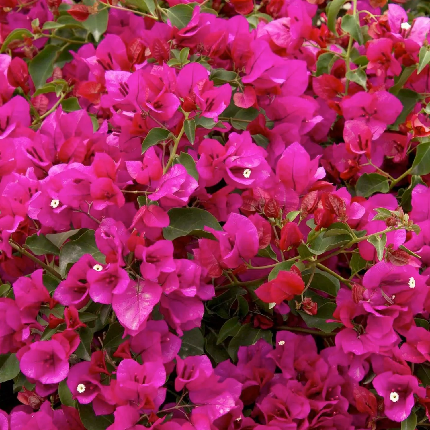 bougainvillea_oolala__oolala_bougainvillea___gallon_0-1.webp Bougainvillea 'Oo-La-La'® - Oo-La-La Bougainvillea - 5 Gallon>Roger's Gardens Hot