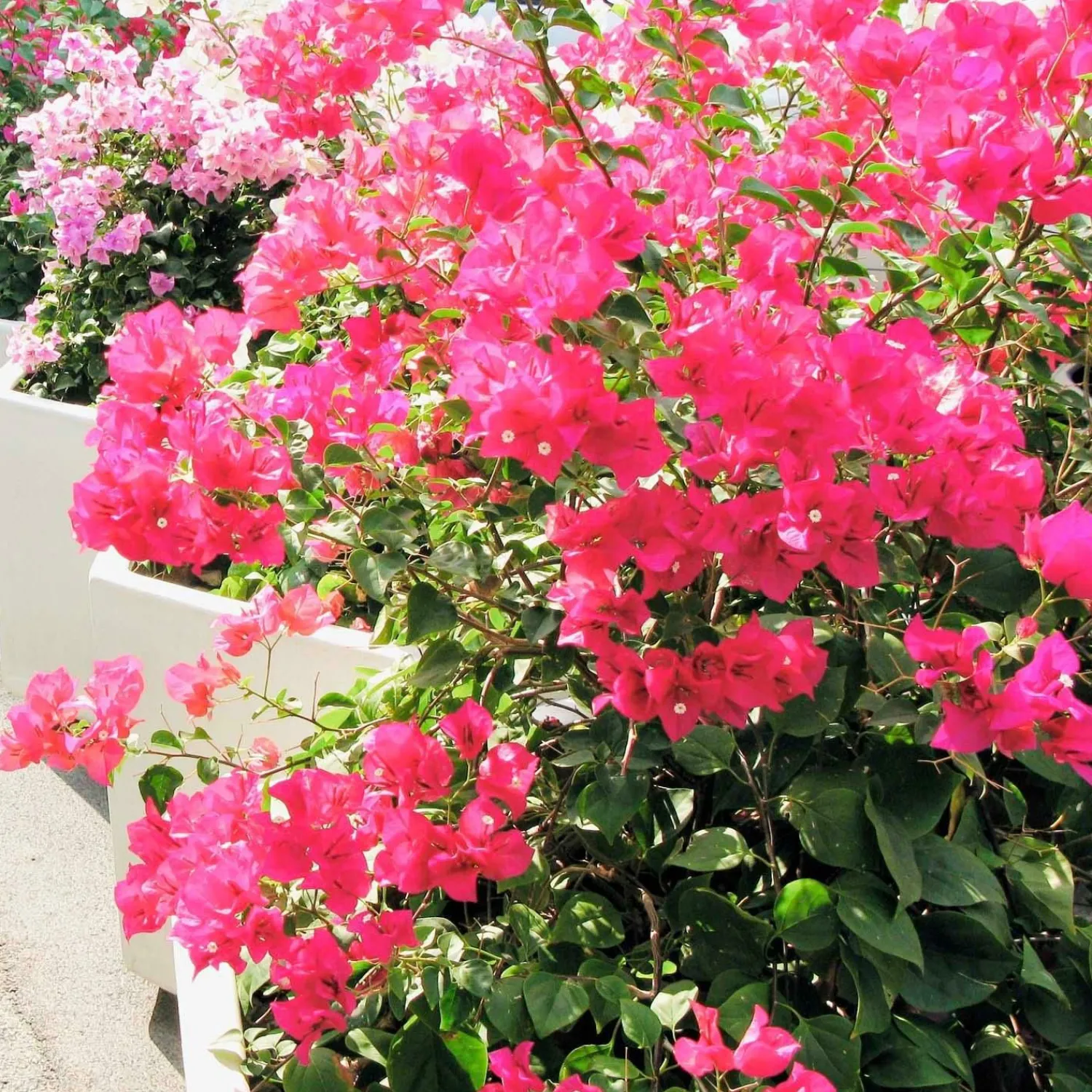 bougainvillea_pink_surprise__pink_surprise_bougainvillea___gallon_0.webp Bougainvillea 'Pink Surprise' - Pink Surprise Bougainvillea - 1 Gallon>Roger's Gardens Best Sale