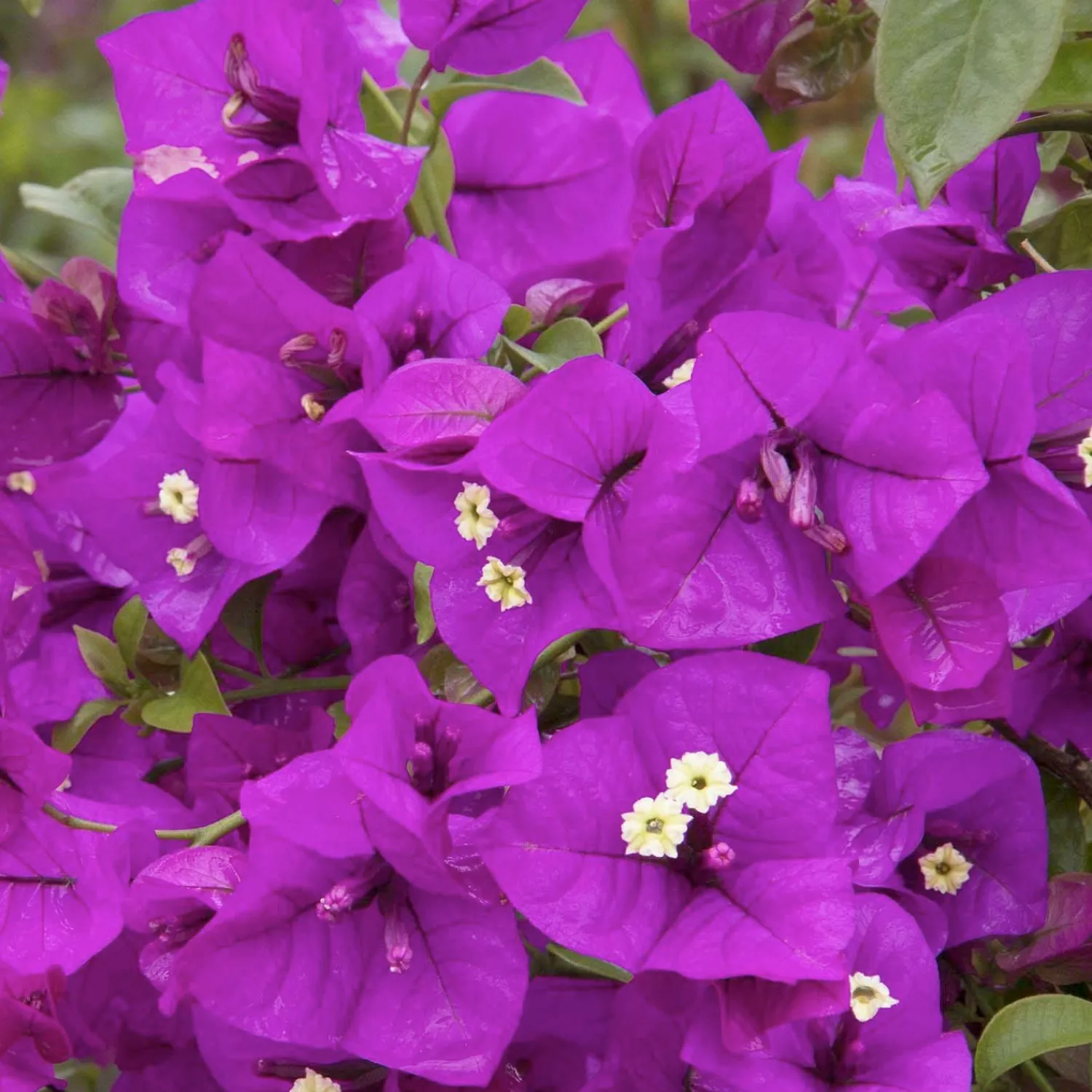 bougainvillea_purple_queen__purple_queen_bougainvillea___gallon_0.webp Bougainvillea 'Purple Queen'® - Purple Queen Bougainvillea - 5 Gallon>Roger's Gardens Fashion