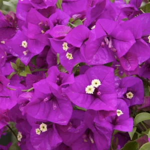 Bougainvillea 'Purple Queen'® - Purple Queen Bougainvillea - Patio Tree - 2 Gal>Roger's Gardens Discount