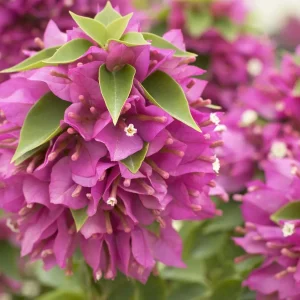 Bougainvillea 'Torch Glow' - Torch Glow Bougainvillea - 5 Gallon>Roger's Gardens Store