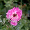 Brilliant Pink Iceberg - 5 Gallon>Roger's Gardens Store