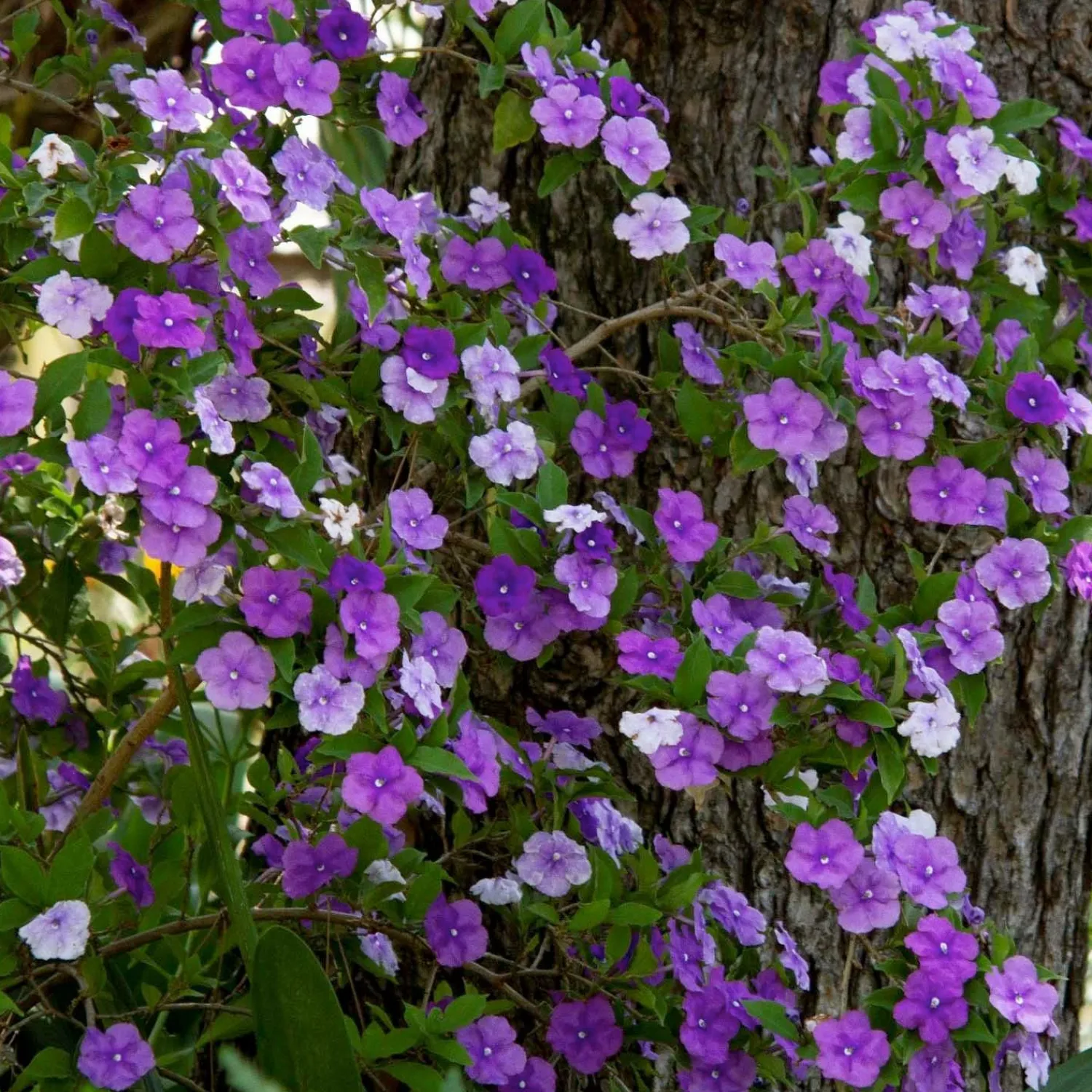 brunfelsia_floribunda__yesterday__today__tomorrow___gallon_0.webp Brunfelsia Floribunda - Yesterday - Today - Tomorrow - 5 Gallon>Roger's Gardens Clearance