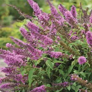Buddleja 'Flby Petite Pink'® Pp - Tutti Fruitti Pink Butterfly Bush 2 Gallon>Roger's Gardens Best Sale