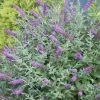 Buddleja 'Miss Violet' Pp - Miss Violet Butterfly Bush - 5 Gallon>Roger's Gardens Flash Sale