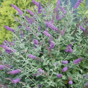 Buddleja 'Miss Violet' Pp - Miss Violet Butterfly Bush - 5 Gallon>Roger's Gardens Flash Sale