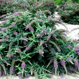 Buddleja 'Purple Haze'® Pp - Lo & Behold Purple Haze Butterfly Bush - 2 Gallon>Roger's Gardens Outlet