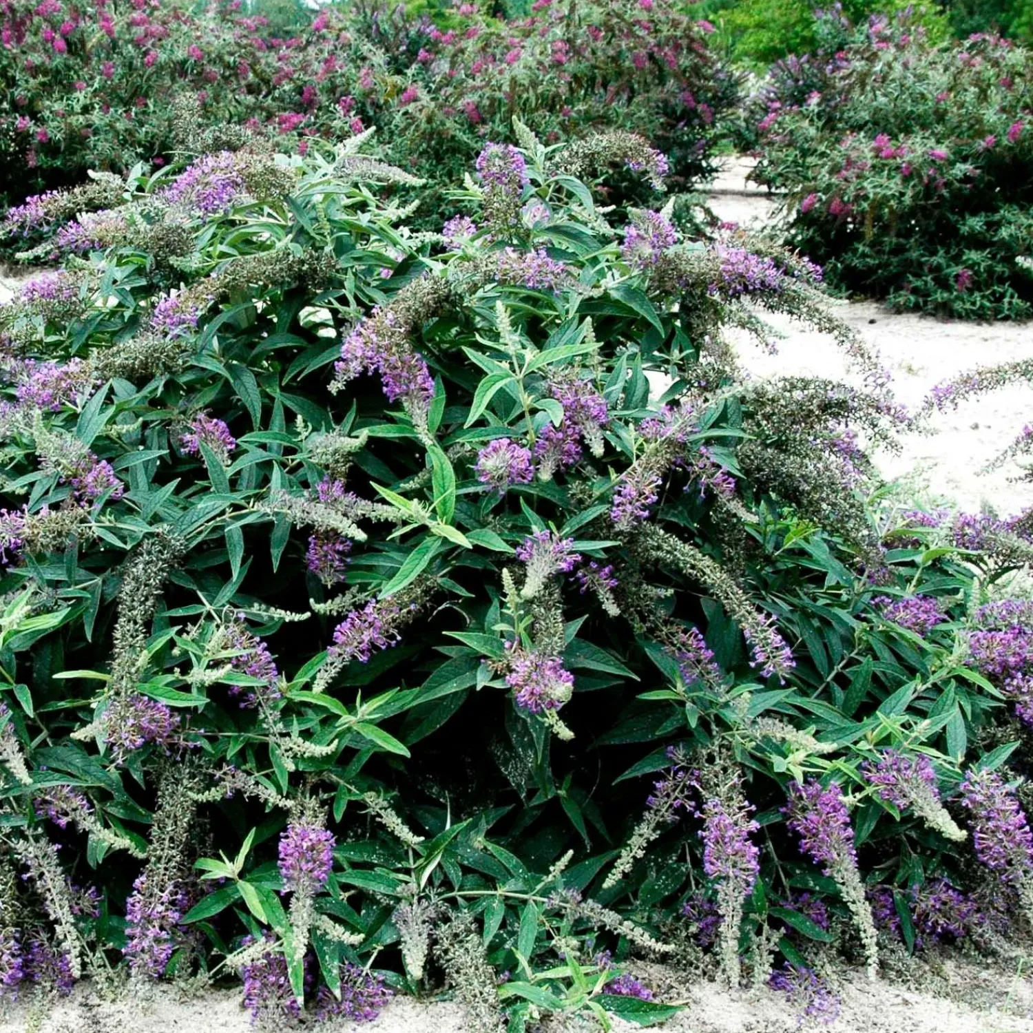 buddleja_purple_haze_pp__lo__behold_purple_haze_butterfly_bush___gallon_0.webp Buddleja 'Purple Haze'® Pp - Lo & Behold Purple Haze Butterfly Bush - 2 Gallon>Roger's Gardens Outlet