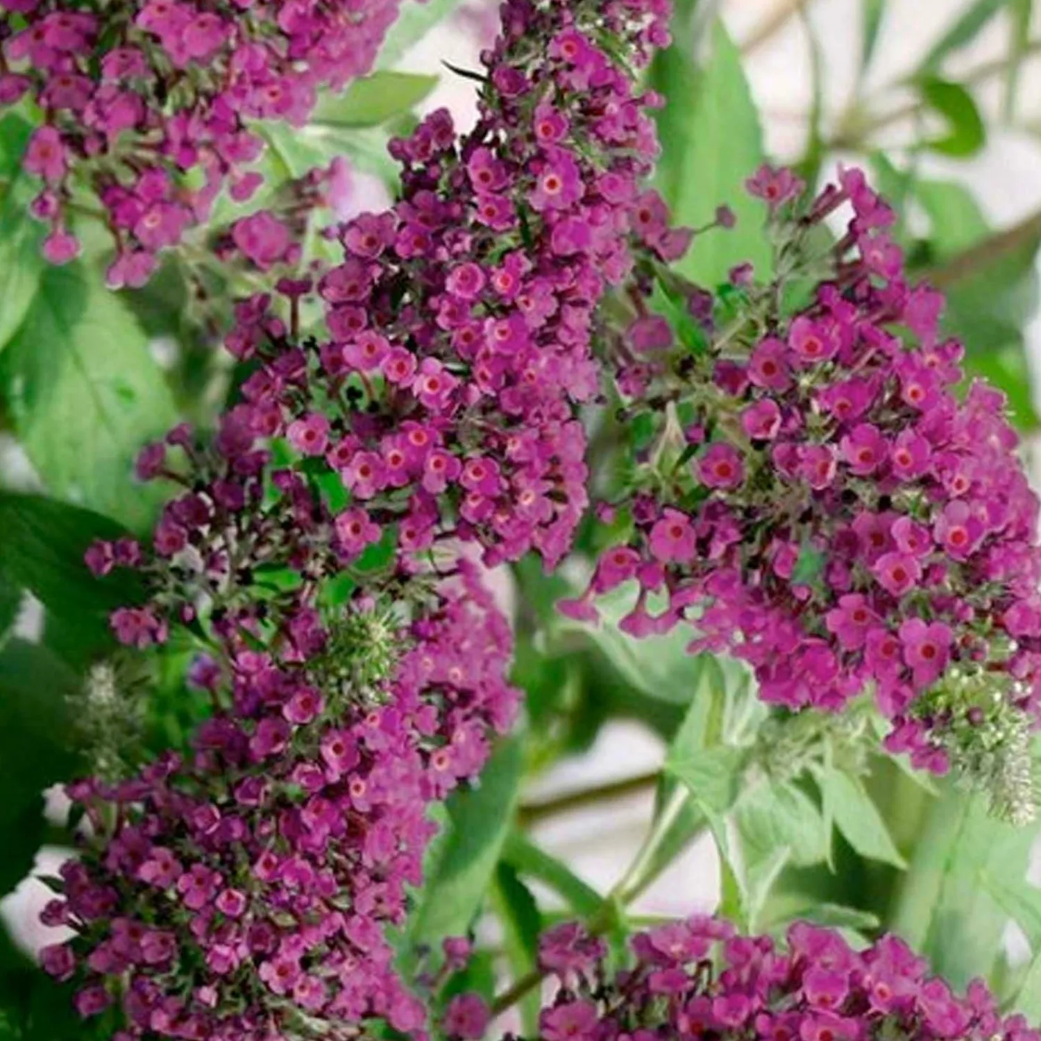 buddleja_summer_sips_pp__butterfly_bush___gallon_0.webp Buddleja 'summer Sips'® Pp - Butterfly Bush - 2 Gallon>Roger's Gardens Cheap