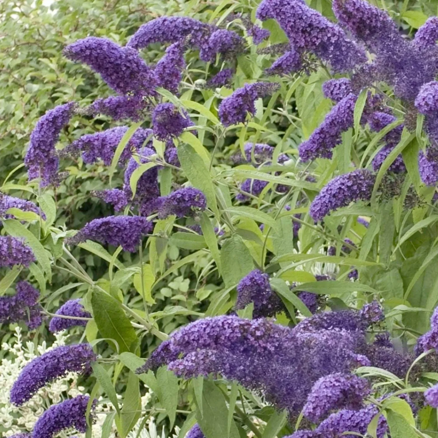 buddleja_true_blue_pp__butterfly_bush___gallon_0.webp Buddleja 'True Blue' Pp - Butterfly Bush - 2 Gallon>Roger's Gardens Store