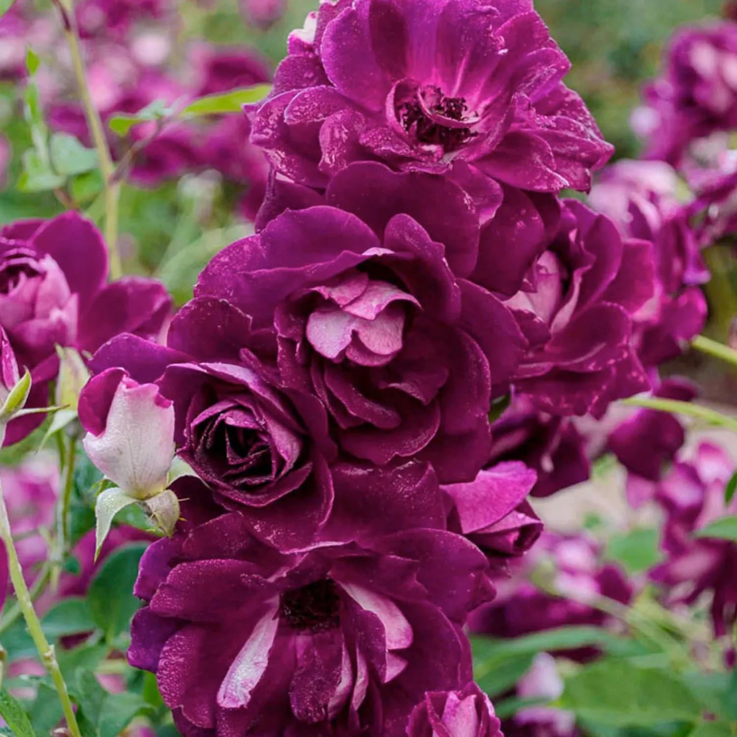 burgundy_iceberg__tree___gallon_0.webp Burgundy Iceberg 48" Tree - 5 Gallon>Roger's Gardens Hot